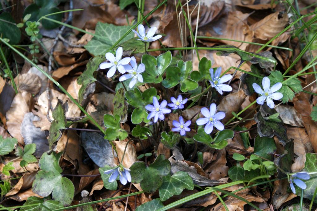 Leverbloem - blauw